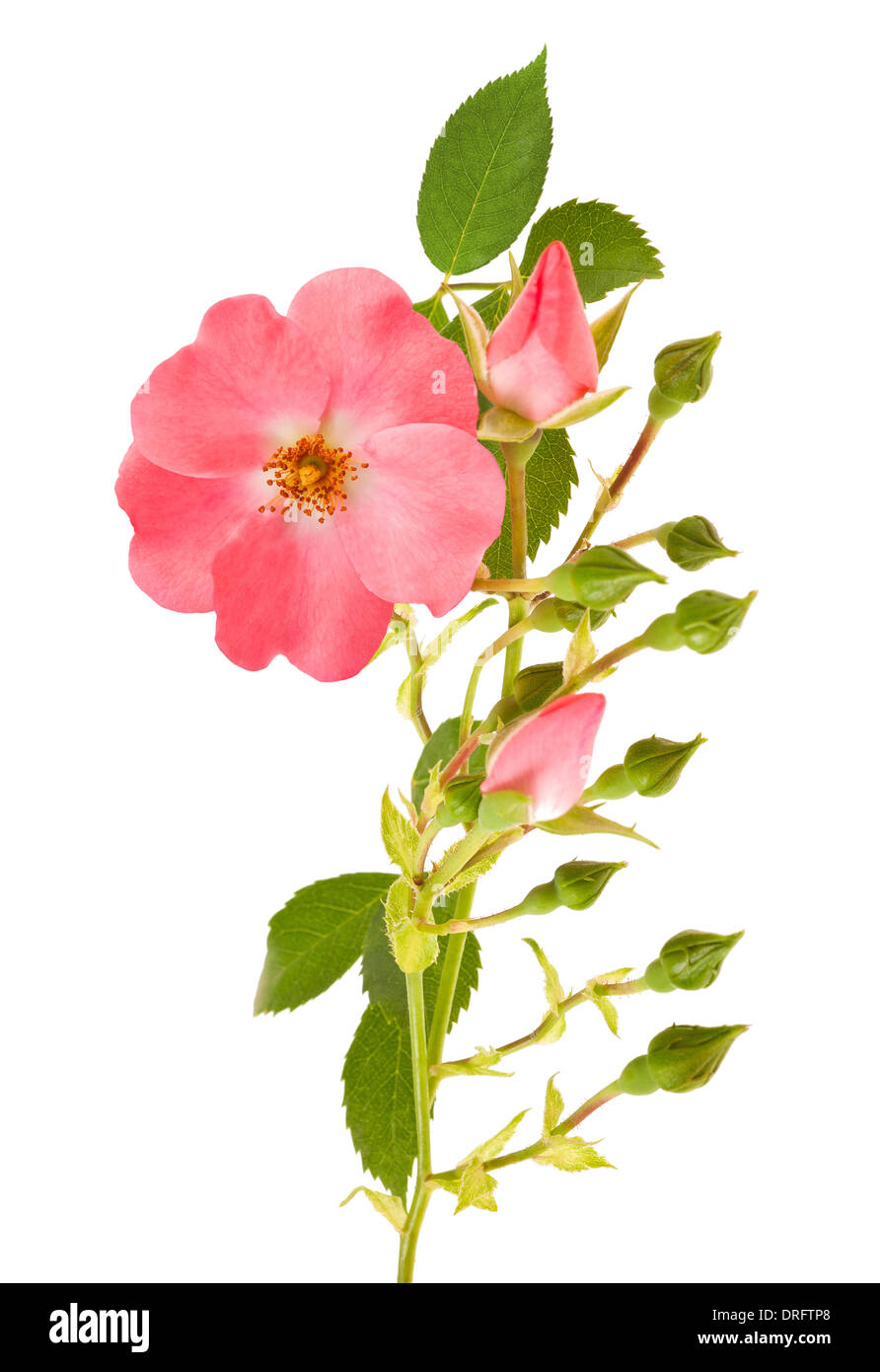 Hundsrose, isoliert auf weiss Stockfoto