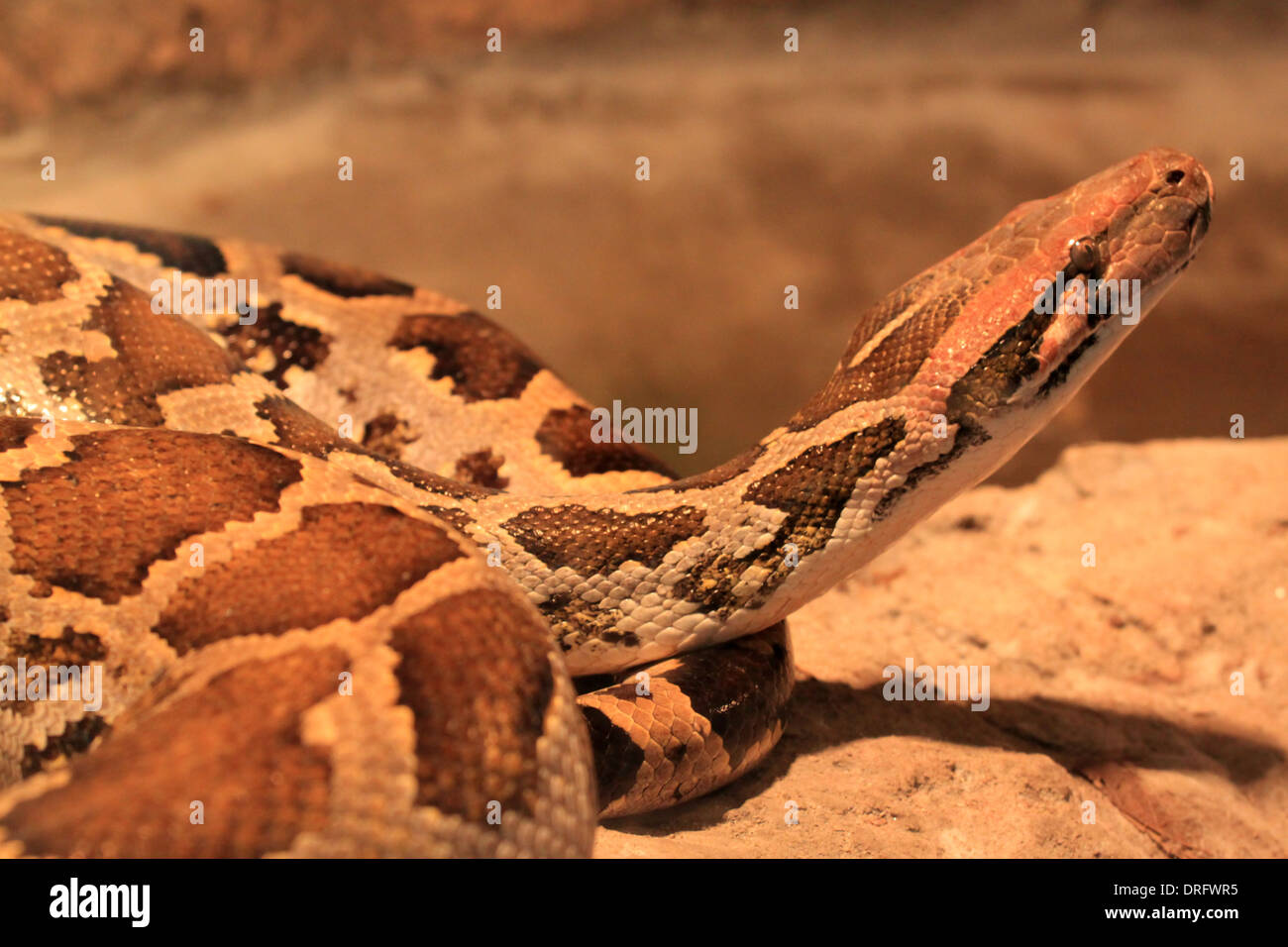 Burmesischen Python - Python aus bivittatus Stockfoto
