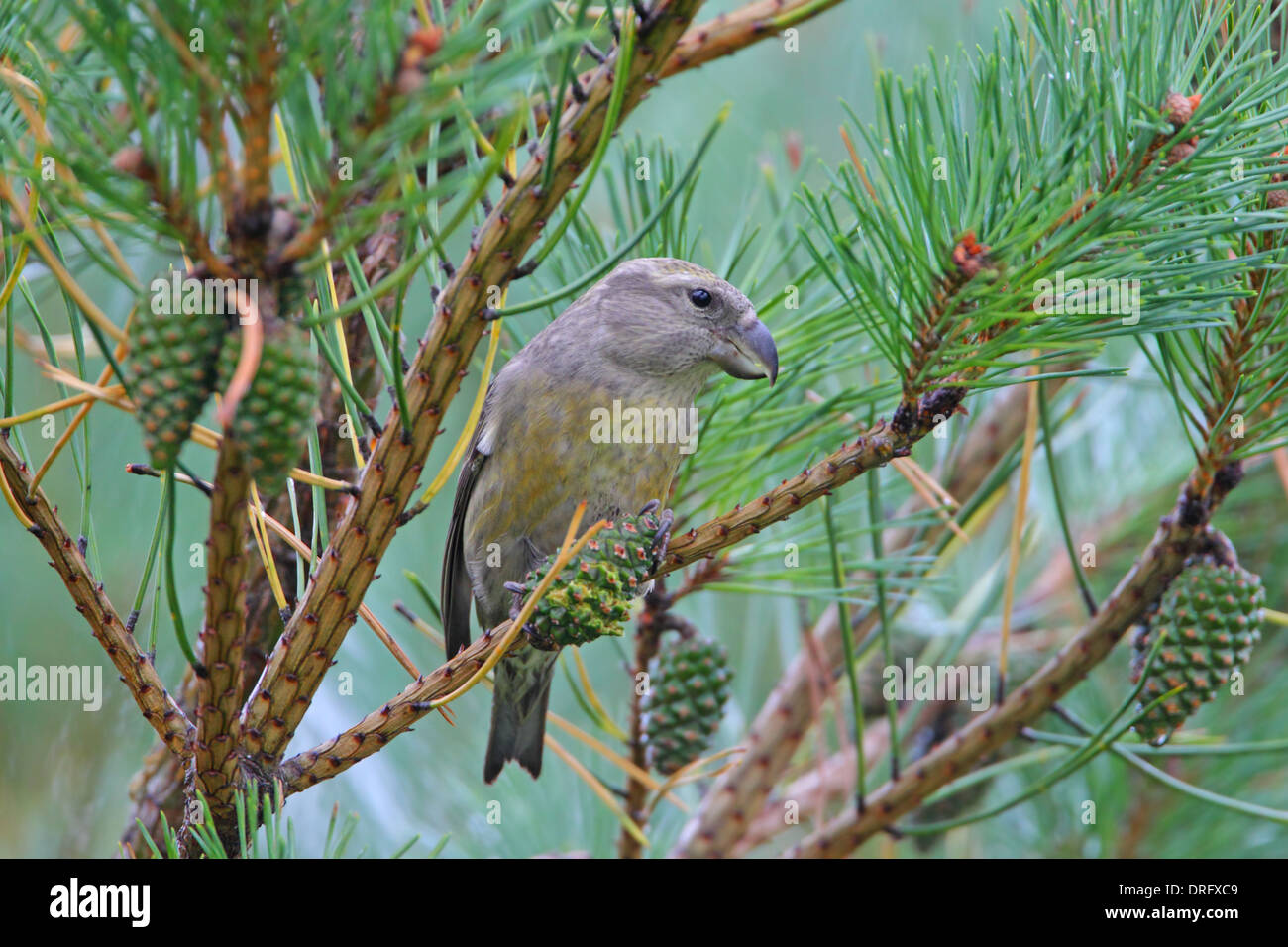 Weiblicher Papagei Kreuzschnabel Loxia Pytyopsittacus Fütterung auf Tannenzapfen in Essex, Großbritannien Stockfoto