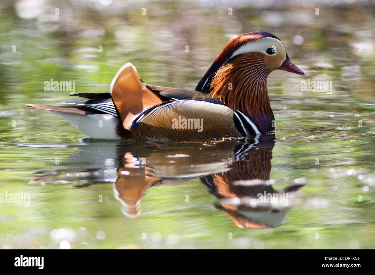 Mandarinente (Aix galericulata) zu einem wetland Nature Reserve, South East England, Großbritannien Stockfoto