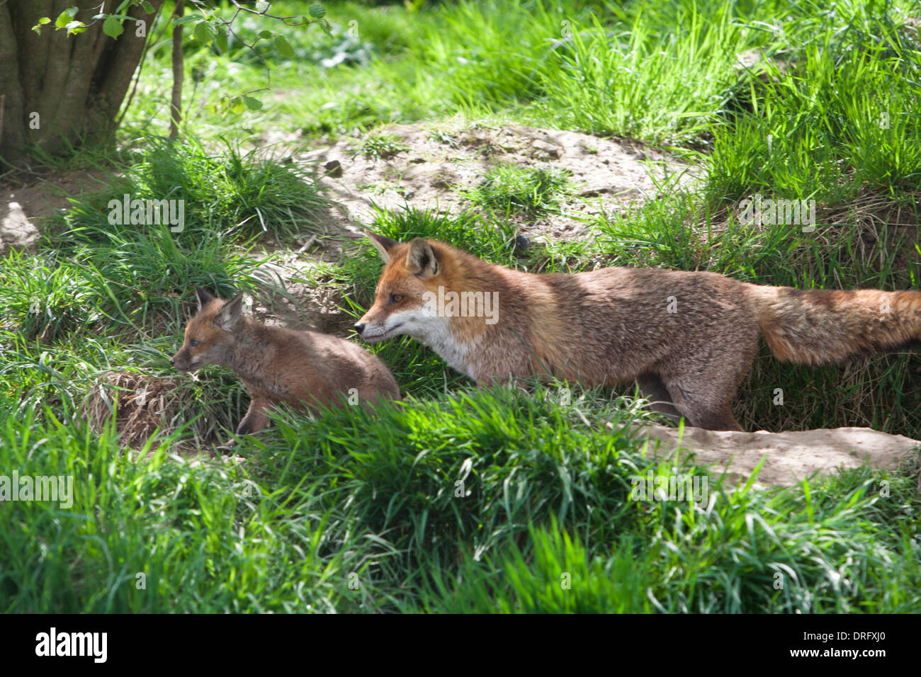 Europäische Red Fox in Großbritannien. Mai Stockfoto