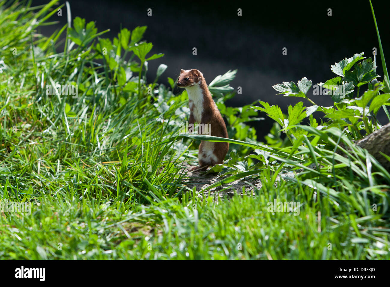 Wiesel (Mustela nivalis) Großbritannien Stockfoto