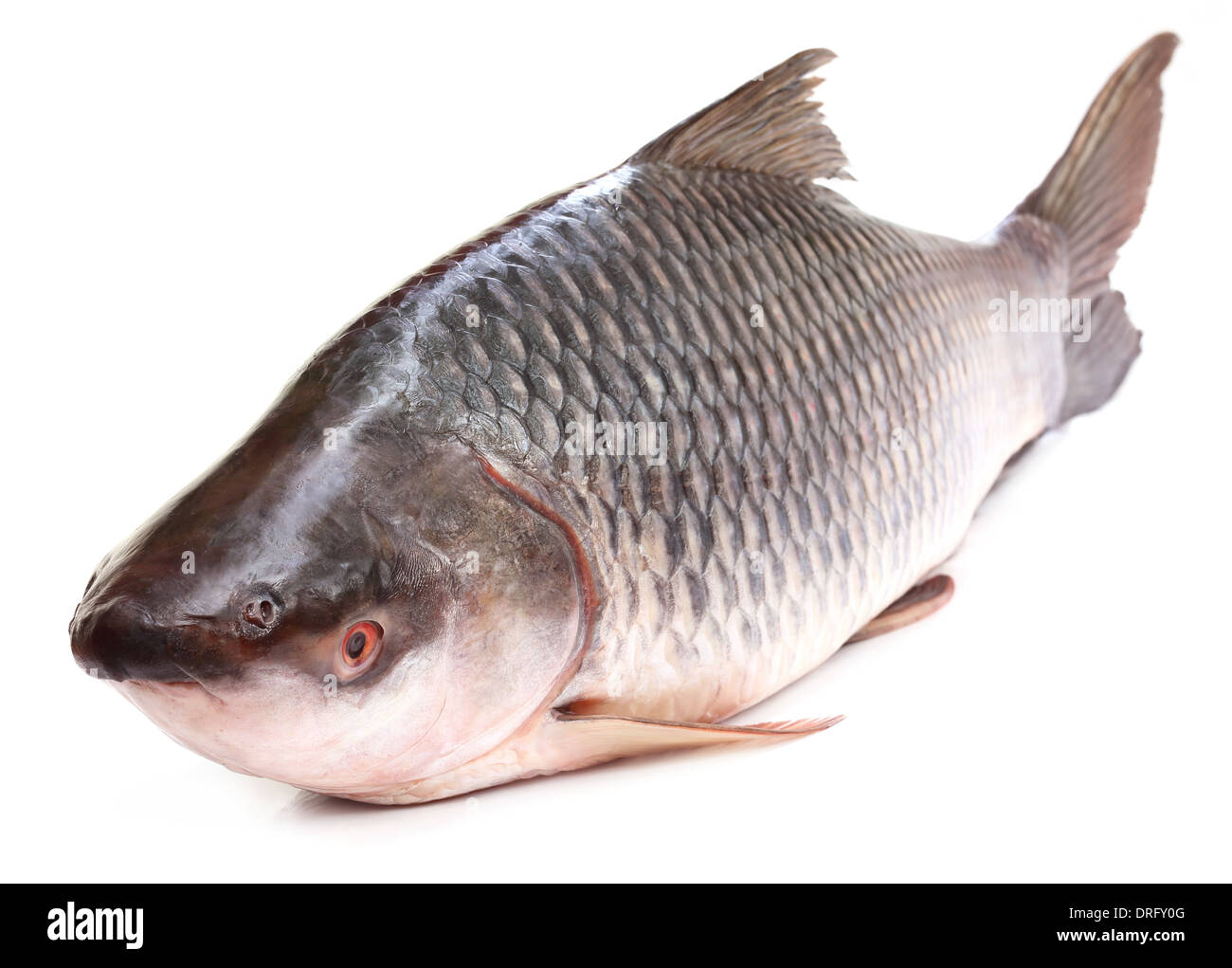 Beliebte Rohu oder Rohit Fische des indischen Subkontinents Stockfoto