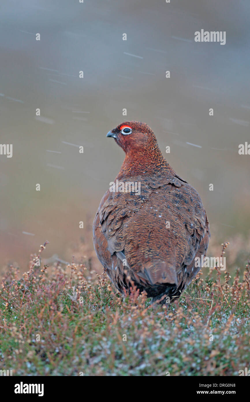 Männliche Moorschneehühner auf britische Moorland im Winter Stockfoto