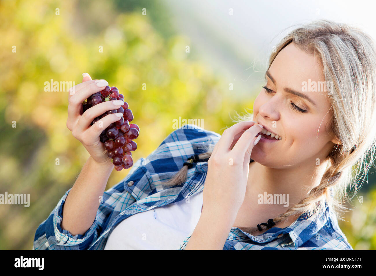 Weinlese, junge Frau essen Trauben, Slawonien, Kroatien Stockfoto
