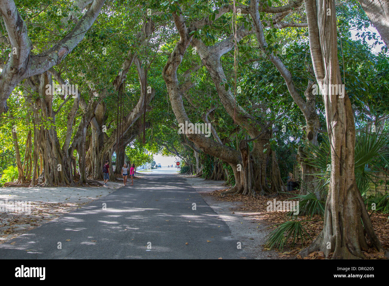 Live Oak Bäume überhängenden Banyan Street Tunnel im Dorf von Boca Grande auf Gasparilla Island Florida bilden Stockfoto