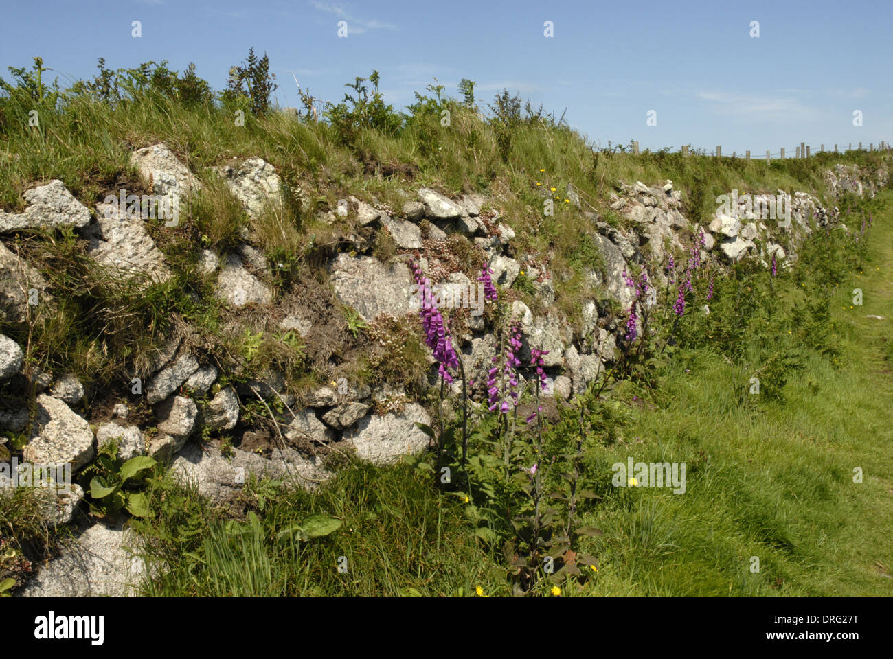 Fingerhut - Digitalis Purpurea und englische Fetthenne - Sedum Anglicum entlang einer Steinmauer auf Lundy, Devon Stockfoto