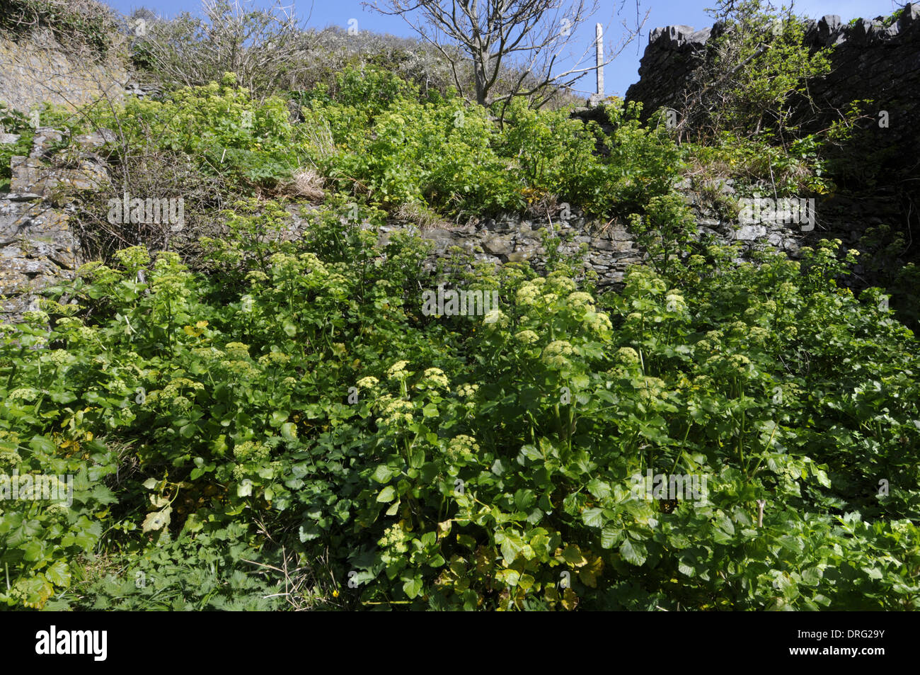 ALEXANDERS Smyrnium Olusatrum (Apiaceae) - Lundy, Devon. Stockfoto