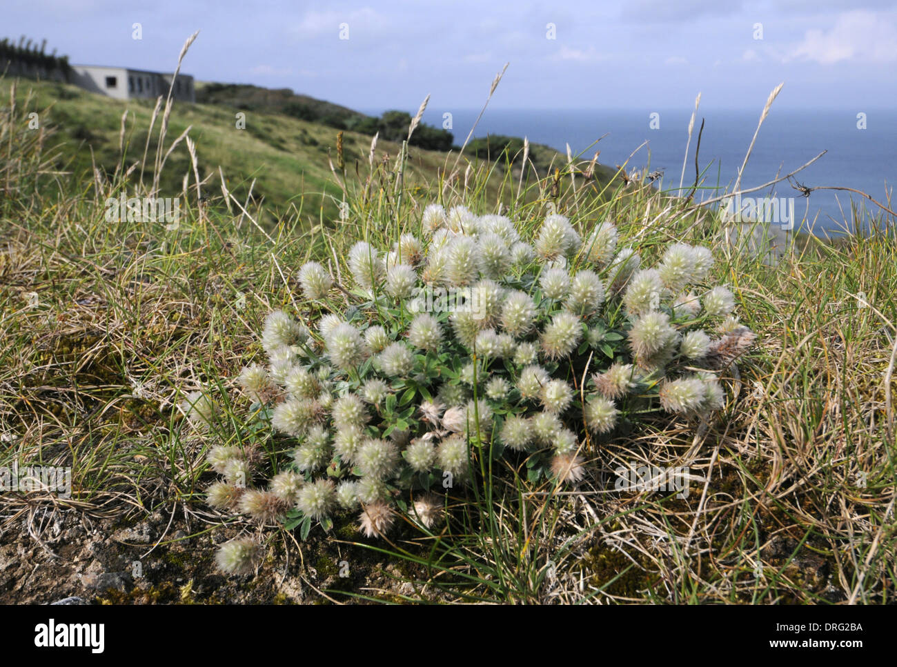 HARES-Fuß Klee Trifolium Arvense (Fabaceae) - Lundy, Devon. Stockfoto