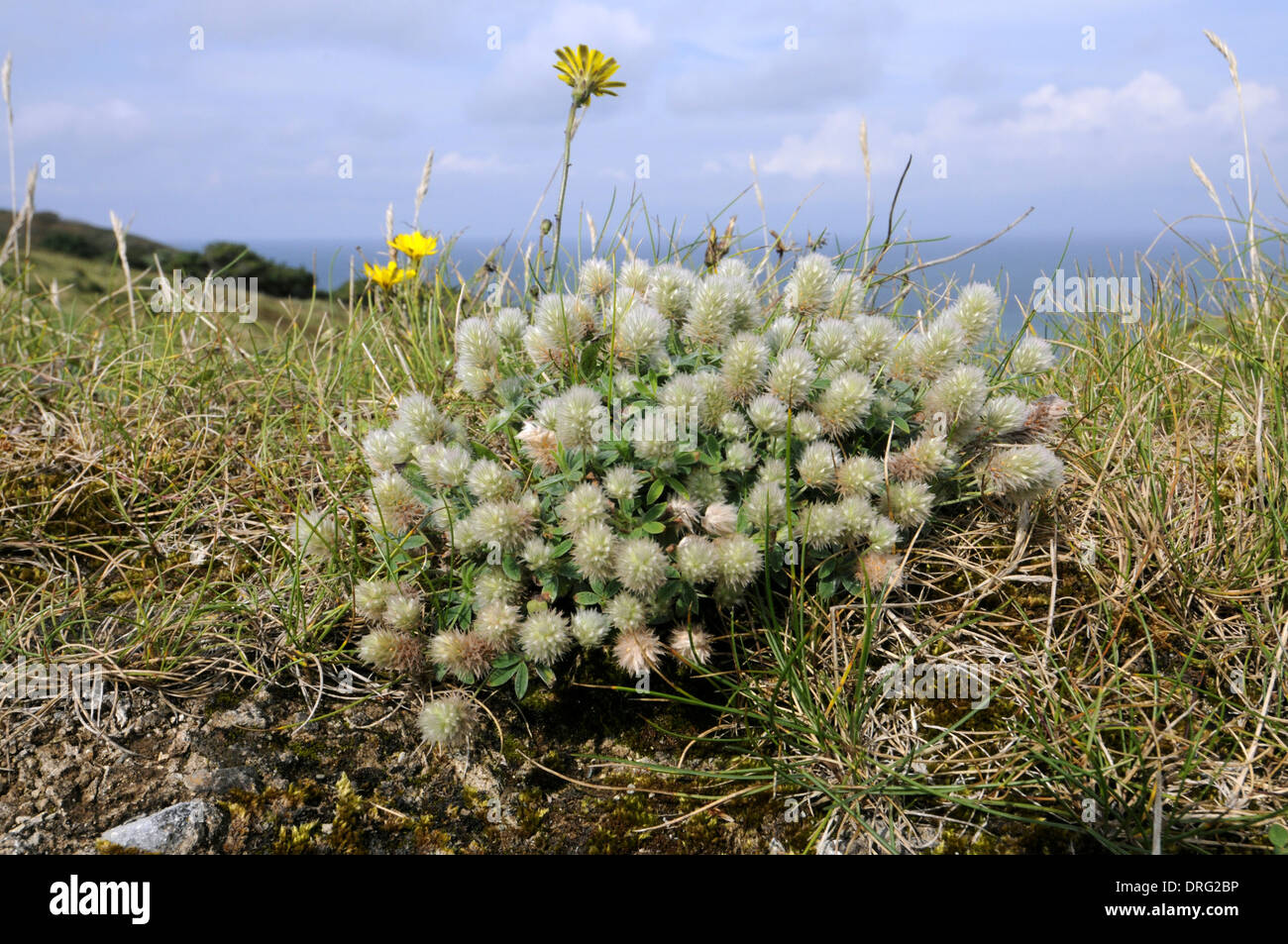 HARES-Fuß Klee Trifolium Arvense (Fabaceae) - Lundy, Devon. Stockfoto