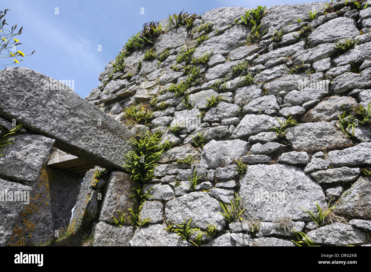 Tausend Spleenwort - Asplenium Trichomanes wachsen auf der Batterie, Lundy, Devon Stockfoto