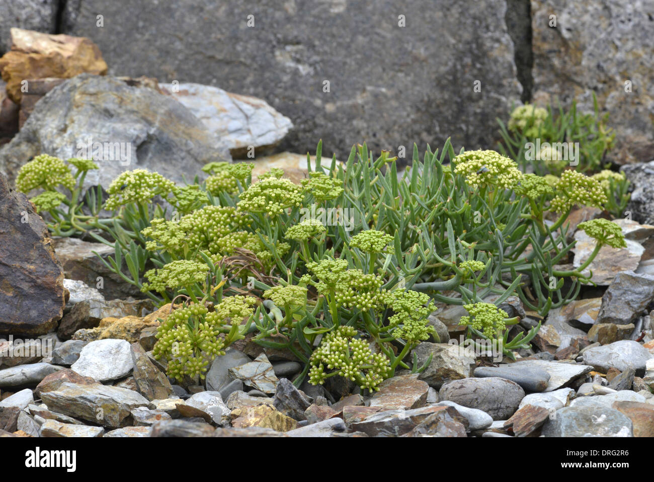 Meerfenchel - Crithmum Maritimum (Apiaceae) Stockfoto