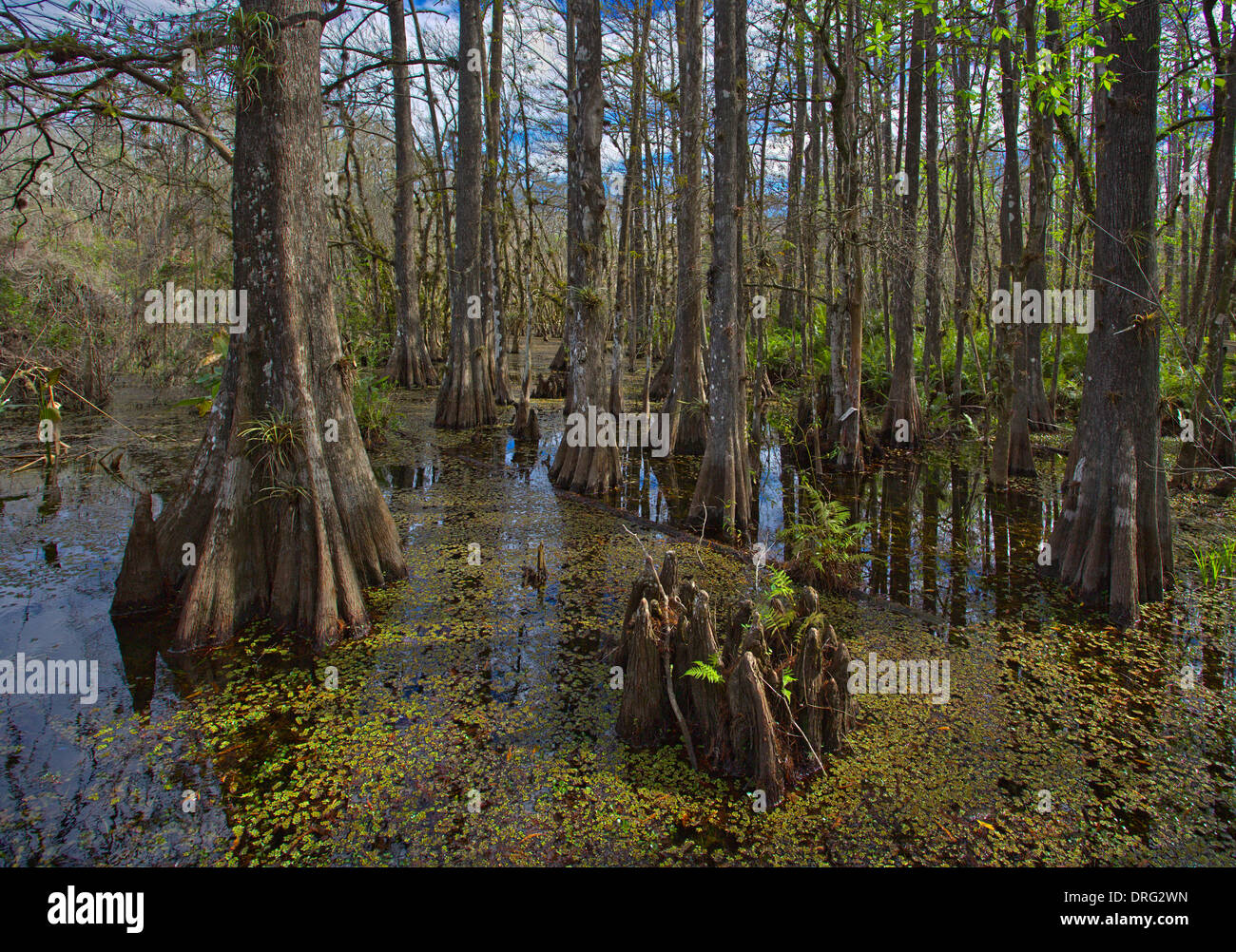 Six Mile Cypress Slough Preserve in Fort Myers Florida Stockfoto