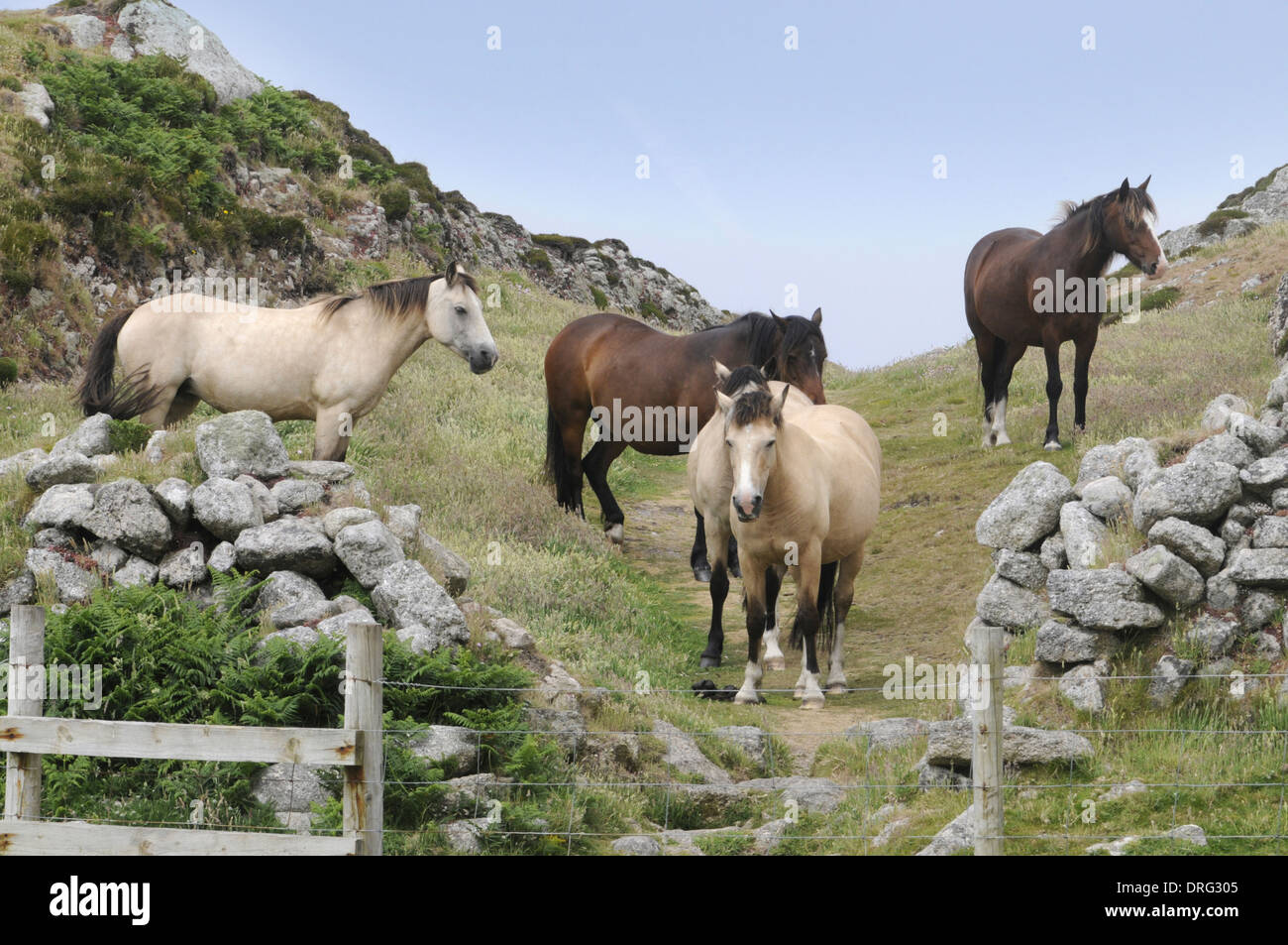 Lundy Ponies Stockfoto
