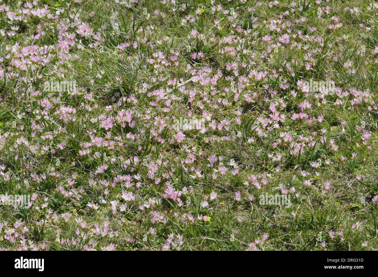 Pimpernel - Anagallis Tenella (Primulaceae) bog Creeping Stockfoto