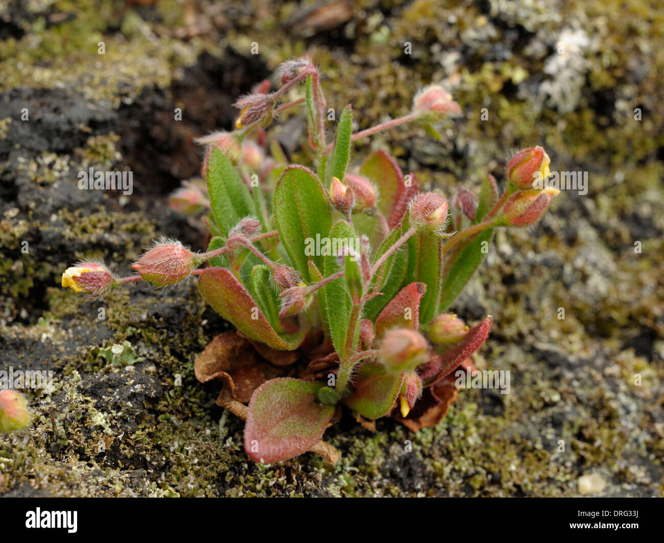 Gefleckte Rock-Rose, Tuberaria Guttata in Knospe und Blüte fast Stockfoto