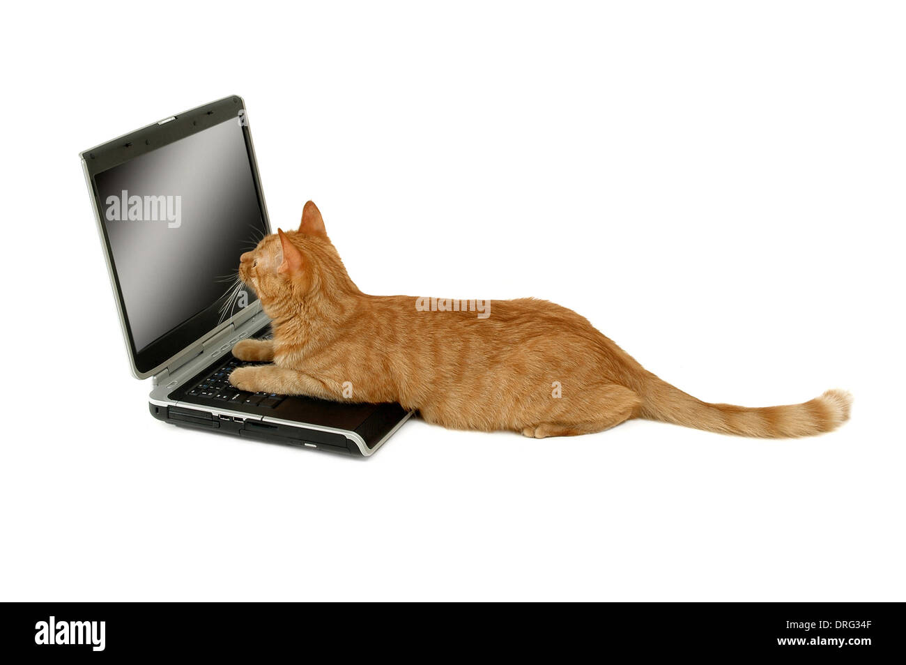 Katze ist Laptop Computer Isolatede auf weißem Hintergrund verwenden. Stockfoto