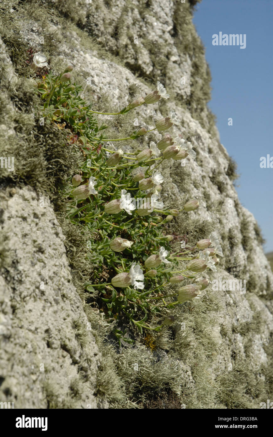 Meer CAMPION Silene Uniflora (Caryophyllaceae) Stockfoto