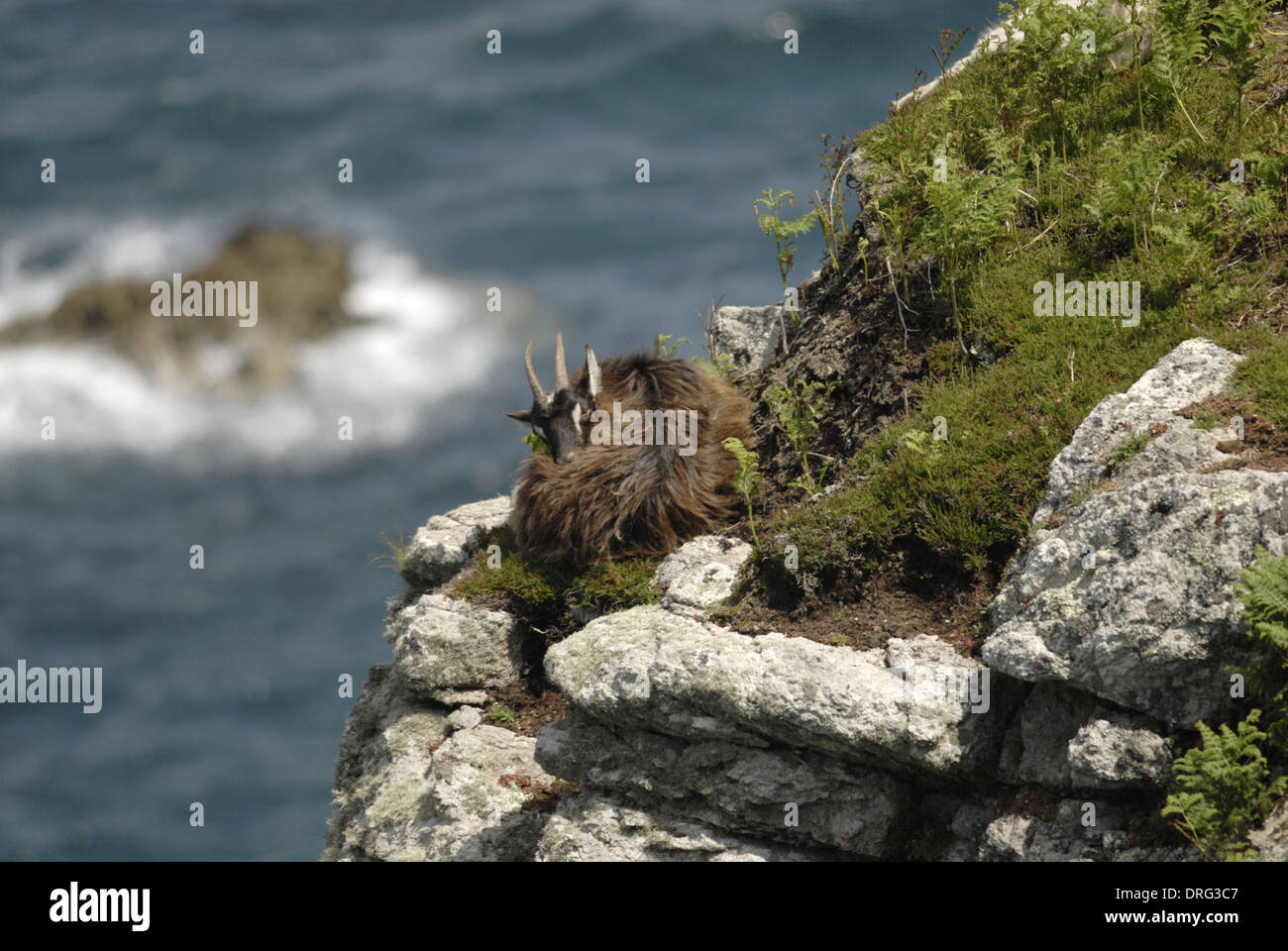 Wilde Ziege - Capra Hircus, Lundy Stockfoto