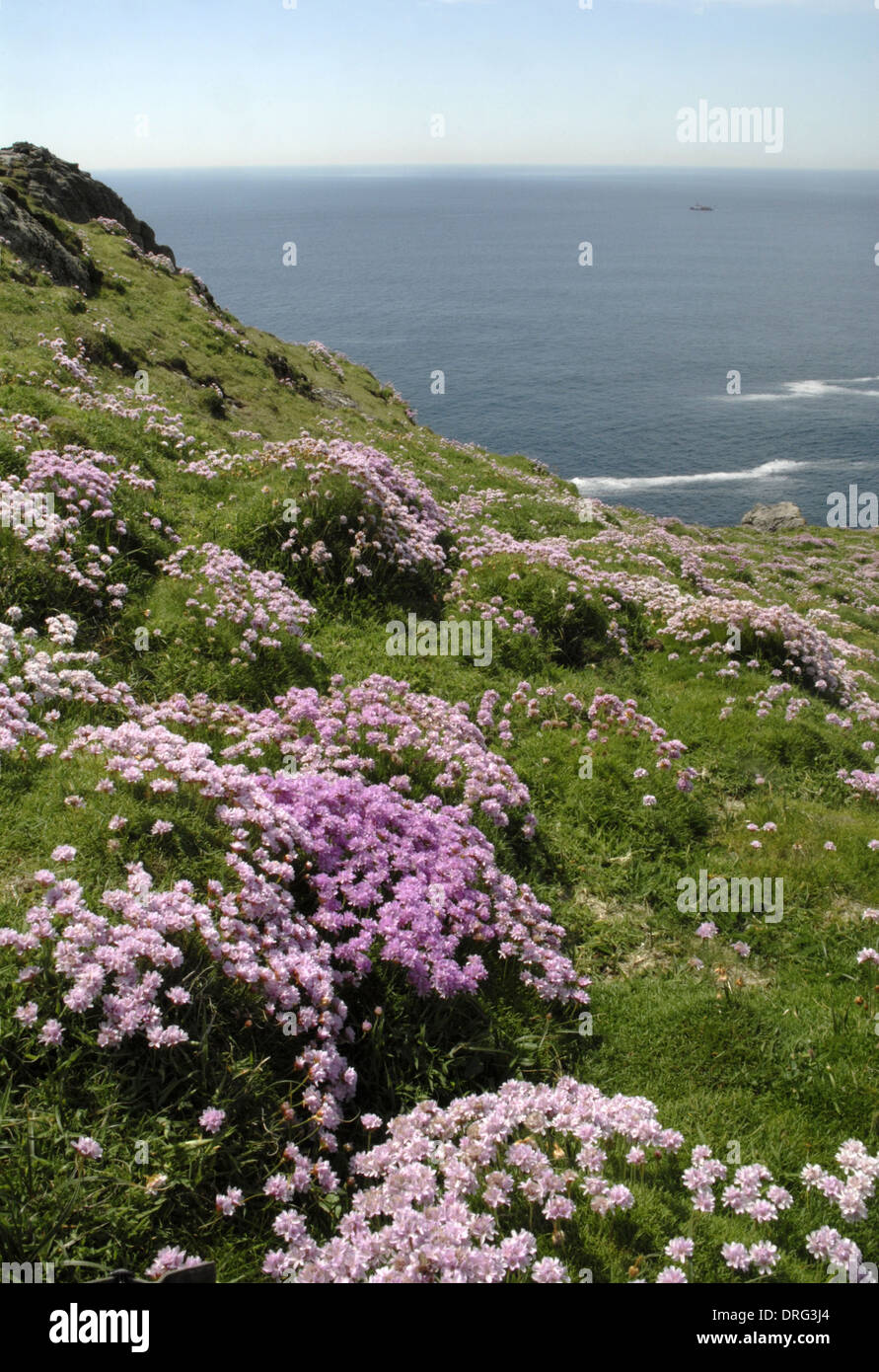 Secondhand - Armeria Maritima (Plumbaginaceae) - Westseite von Lundy, Devon. Stockfoto