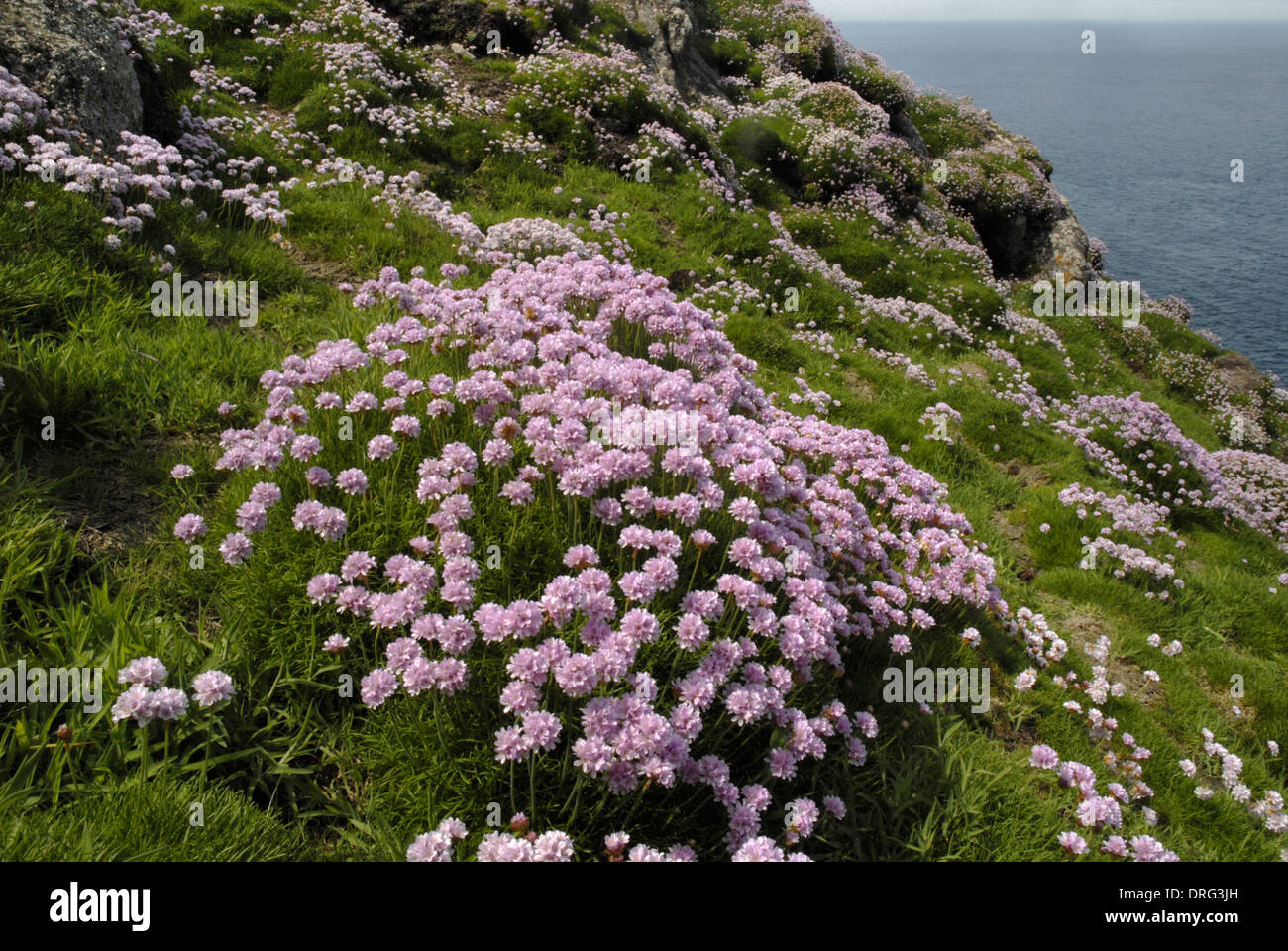 Sparsamkeit Armeria Maritima (Plumbaginaceae), Lundy, Devon. Stockfoto