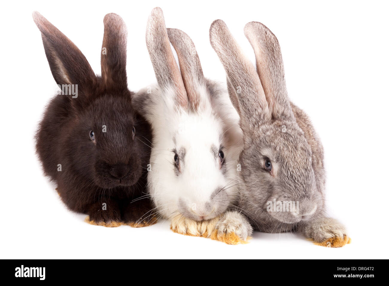 Hauskaninchen, die es im Studio auf einem weißen Hintergrund isoliert ist. Stockfoto