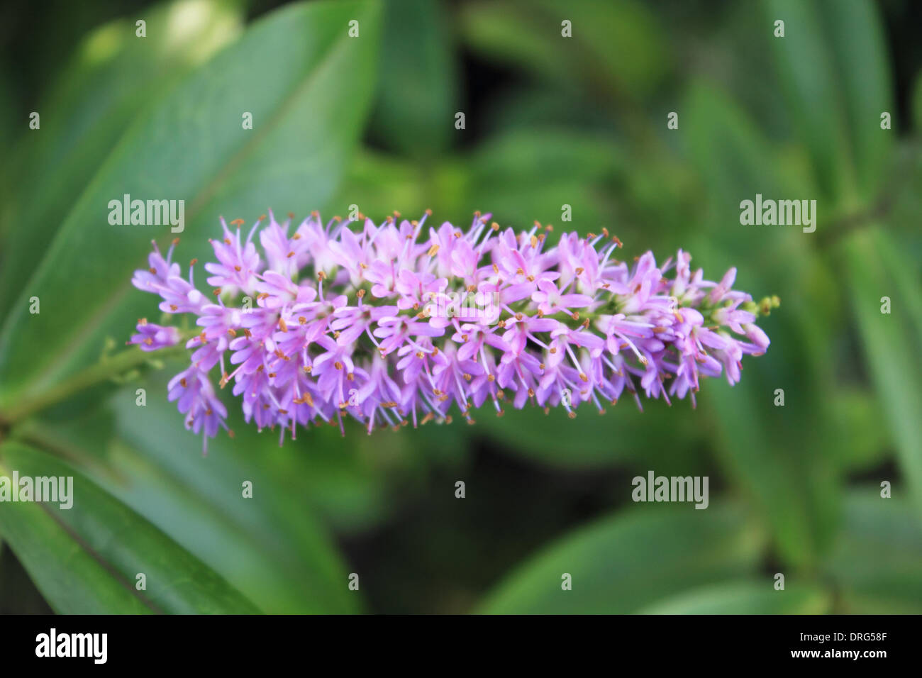 Ewell, Epsom, Surrey, England, Vereinigtes Königreich. 25. Januar 2014. In diesem Sommer Blüte lila, die Hebe hat viele Monate früh als tagsüber blühte wurden Temperaturen ungewöhnlich warm. In Surrey in dieser Woche die Tempertures wurde im zweistelligen Bereich, 10 Grad Celsius und über die Pflanzen verwechselt hat und Tierwelt in das Frühjahr denken entstanden. Bildnachweis: Julia Gavin/Alamy Live-Nachrichten Stockfoto