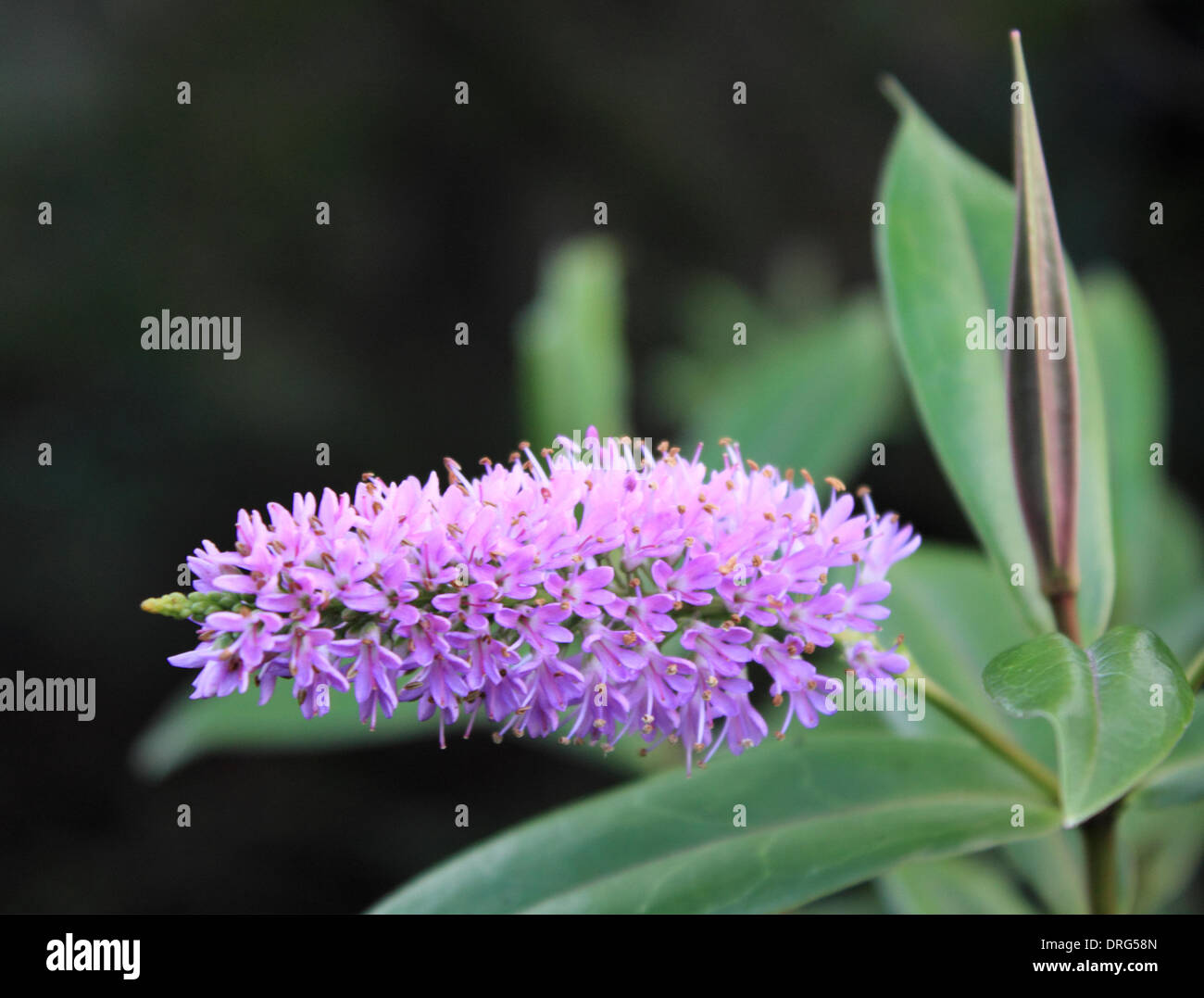 Ewell, Epsom, Surrey, England, Vereinigtes Königreich. 25. Januar 2014. In diesem Sommer Blüte lila, die Hebe hat viele Monate früh als tagsüber blühte wurden Temperaturen ungewöhnlich warm. In Surrey in dieser Woche die Tempertures wurde im zweistelligen Bereich, 10 Grad Celsius und über die Pflanzen verwechselt hat und Tierwelt in das Frühjahr denken entstanden. Bildnachweis: Julia Gavin/Alamy Live-Nachrichten Stockfoto