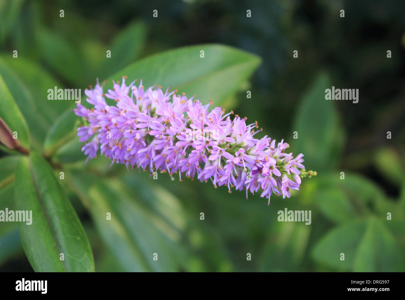 Ewell, Epsom, Surrey, England, Vereinigtes Königreich. 25. Januar 2014. In diesem Sommer Blüte lila, die Hebe hat viele Monate früh als tagsüber blühte wurden Temperaturen ungewöhnlich warm. In Surrey in dieser Woche die Tempertures wurde im zweistelligen Bereich, 10 Grad Celsius und über die Pflanzen verwechselt hat und Tierwelt in das Frühjahr denken entstanden. Bildnachweis: Julia Gavin/Alamy Live-Nachrichten Stockfoto