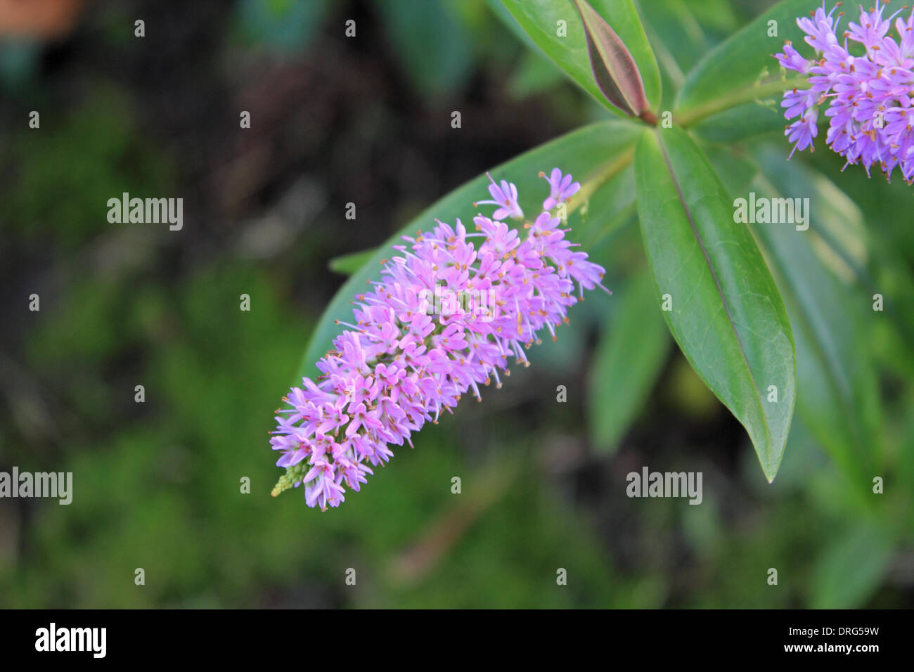 Ewell, Epsom, Surrey, England, Vereinigtes Königreich. 25. Januar 2014. In diesem Sommer Blüte lila, die Hebe hat viele Monate früh als tagsüber blühte wurden Temperaturen ungewöhnlich warm. In Surrey in dieser Woche die Tempertures wurde im zweistelligen Bereich, 10 Grad Celsius und über die Pflanzen verwechselt hat und Tierwelt in das Frühjahr denken entstanden. Bildnachweis: Julia Gavin/Alamy Live-Nachrichten Stockfoto