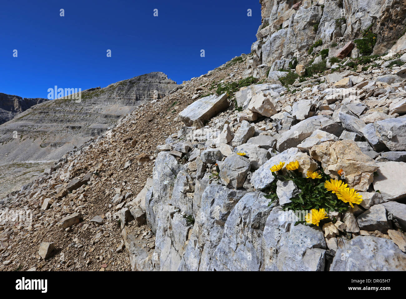 Den Latemar mountian Massiv. Kalkfelsen, Karst, alpine Flora. Die Dolomiten des Trentino. Italienische Alpen. Stockfoto