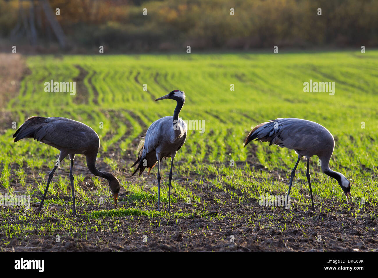 Gemeinsamen Krane, Grauer Kranich Grus Grus, eurasische Krane Familie Fütterung auf Winter Ernte Feld, Deutschland Stockfoto