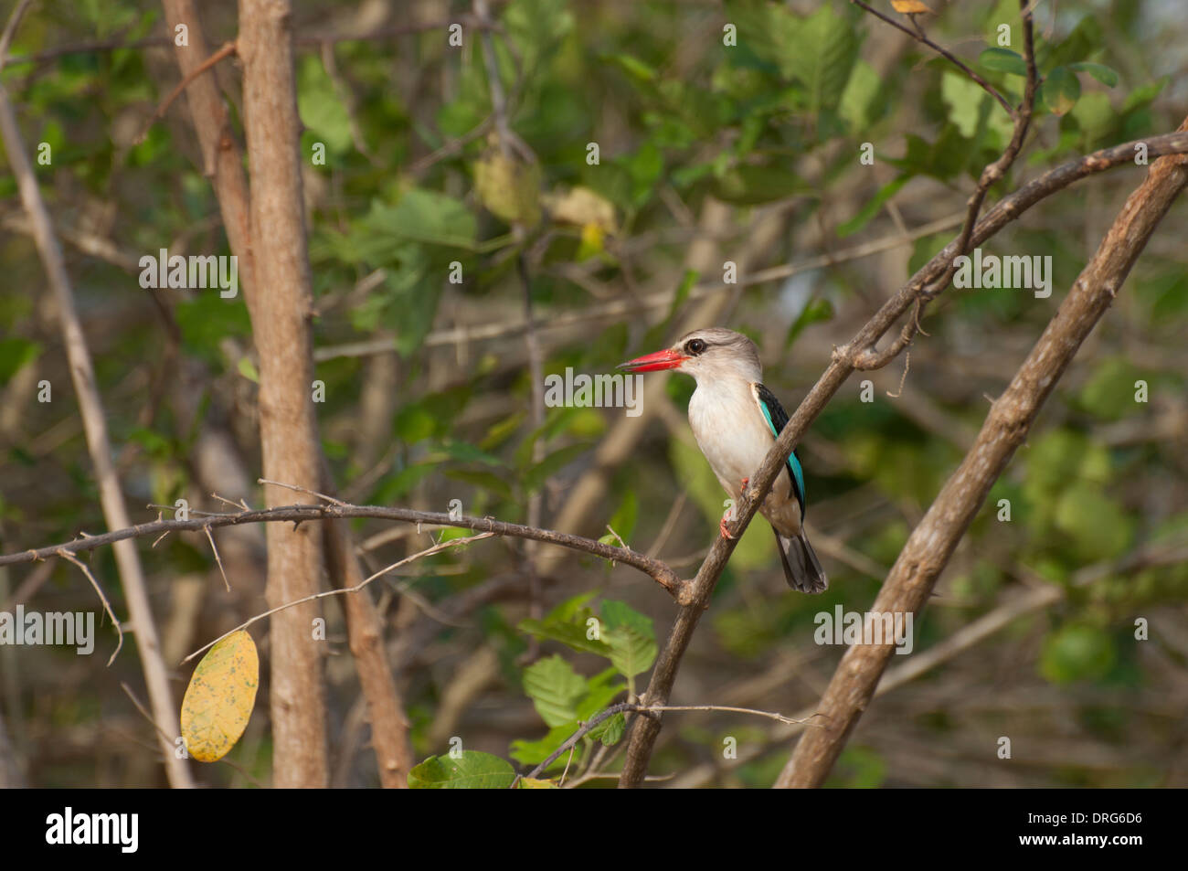 Braun mit Kapuze Kingfisher (Halcyon Albiventris) Stockfoto