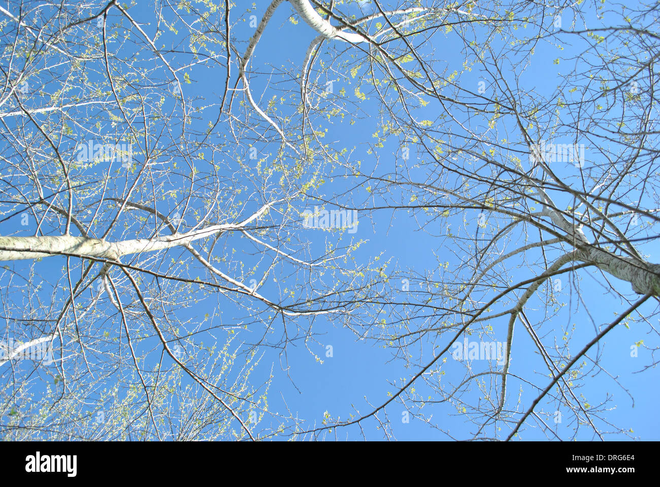 Himmel über dem Boden Stockfoto