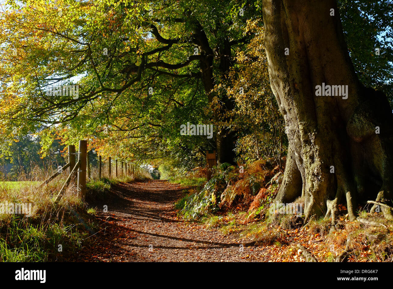 England, Cheshire, Wanderweg im Alderley Edge Wald im Herbst Stockfoto