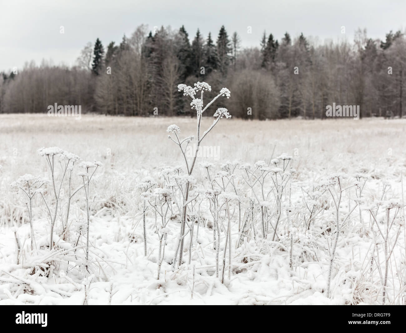 Wilde Schnabel Petersilie in die Mitte des Winters Stockfoto