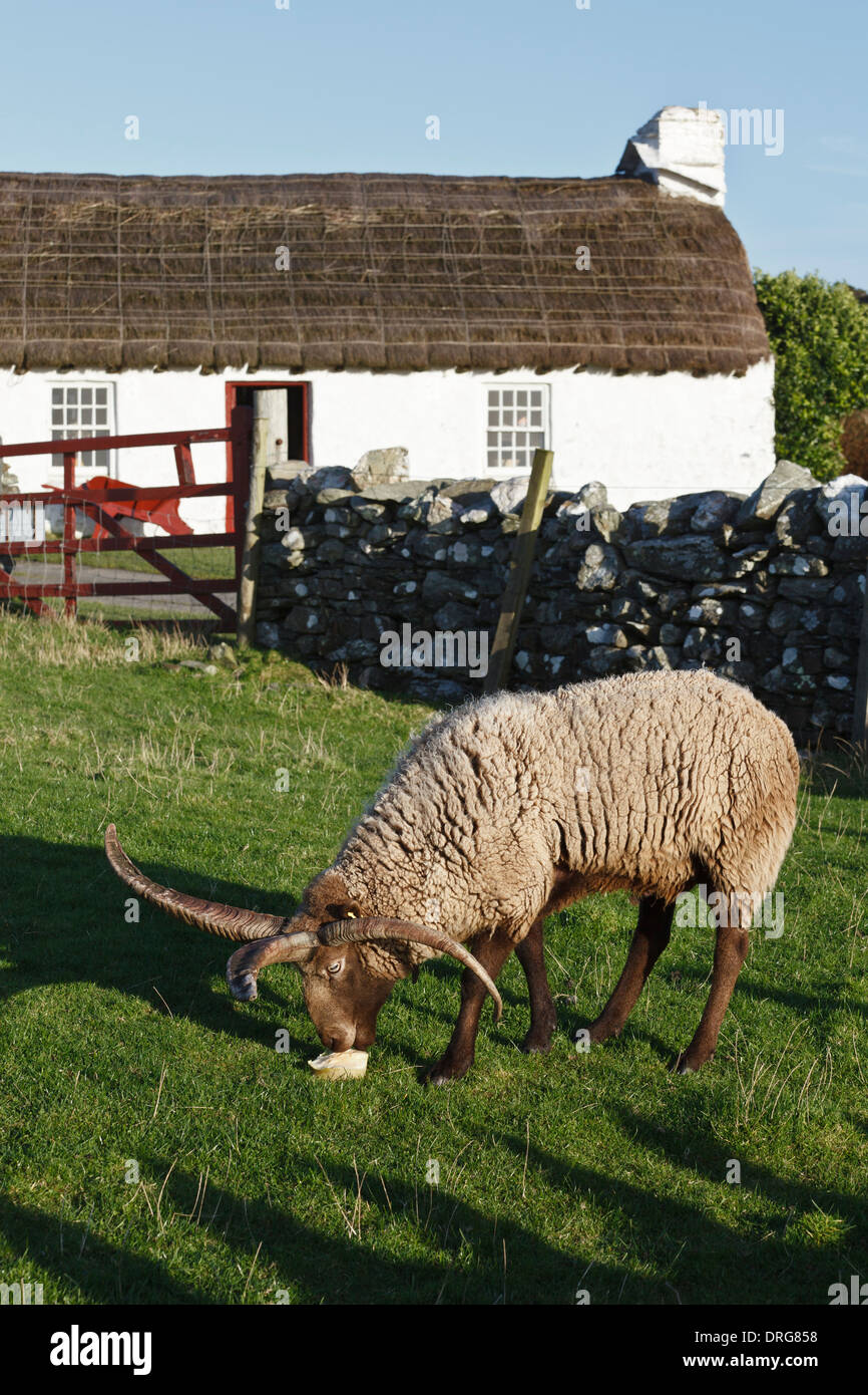 Loghtan Schafe und Harry Kelly Cottage, Cregneash Folk Museum, Isle Of Man Stockfoto