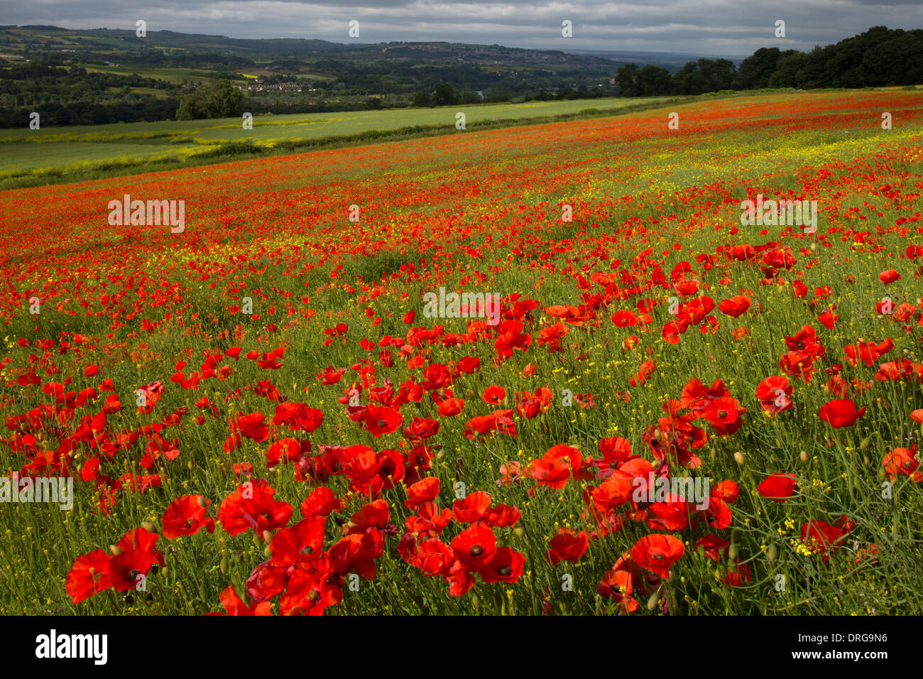 Eine Landschaftsansicht Sommer Mohn Felder entlang der Tyne Valley in der Nähe von morgen in Northumberland Stockfoto