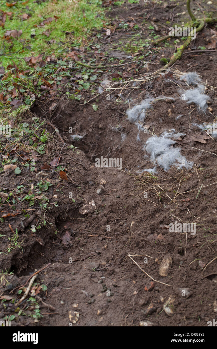 Kaninchen (Oryctolagus Cuniculus). Vordatierte Nest Gruben gräbt und Bausätze von Fox (Vulpes Vulpes) genommen. Fellfutter, von der Mutter. Stockfoto