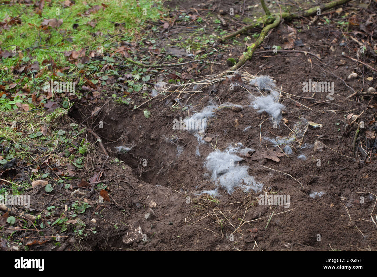 Kaninchen (Oryctolagus Cuniculus). Vordatierte Nest Gruben gräbt und Bausätze von Fox (Vulpes Vulpes) genommen. Fellfutter, von der Mutter. Stockfoto