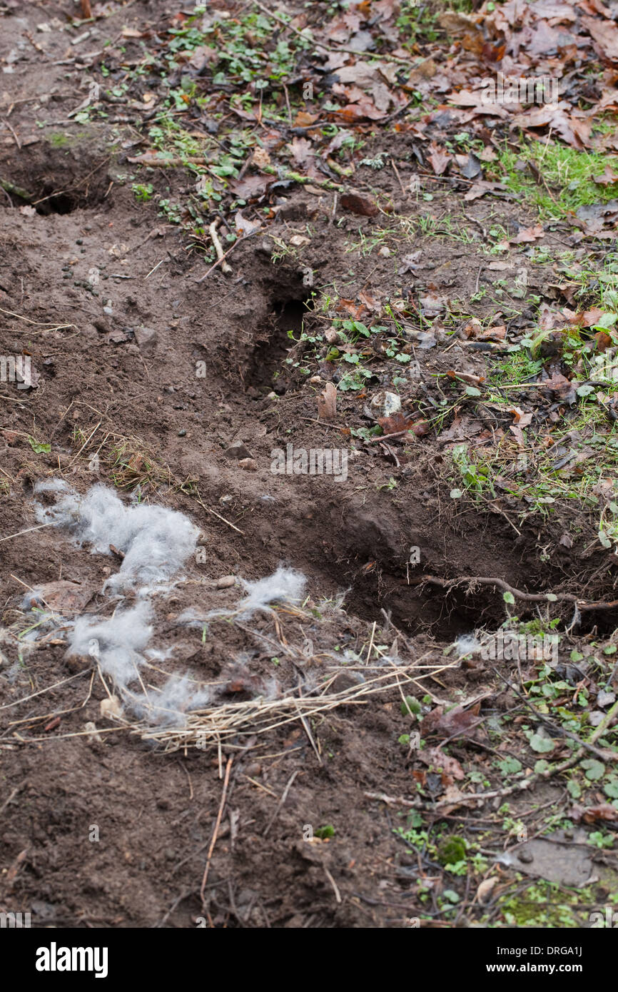 Kaninchen (Oryctolagus Cuniculus). Vordatierte Nest Gruben gräbt und Bausätze von Fox (Vulpes Vulpes) genommen. Fellfutter, von der Mutter. Stockfoto