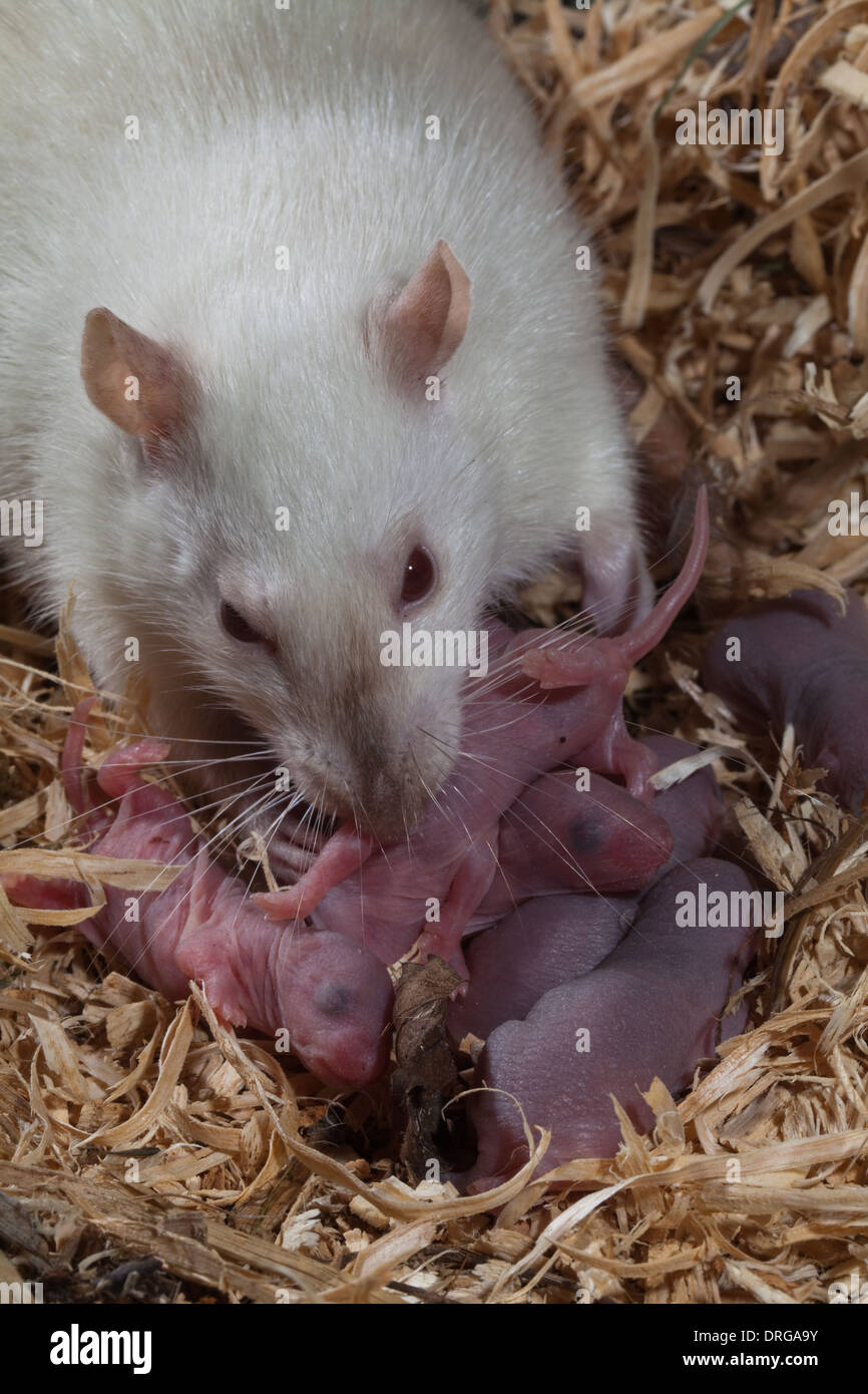 Albino White domestiziert Ratte (Rattus Norvegicus) und Neugeborenen, Nidoculous junge. Stockfoto