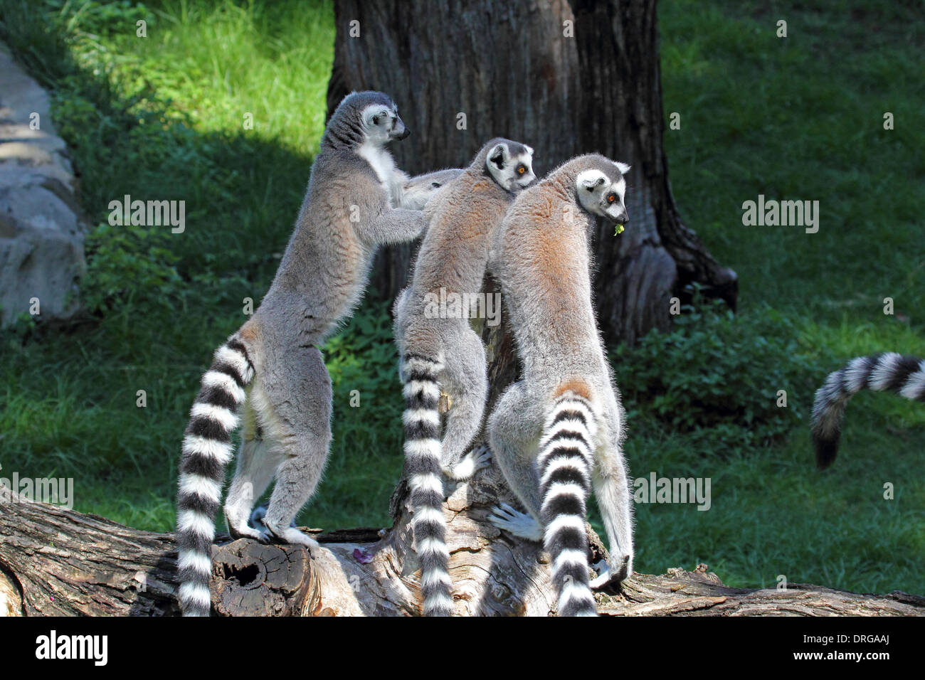 Eine Gruppe Kattas (Lemur Catta) stehend auf einem Baumstamm Stockfoto