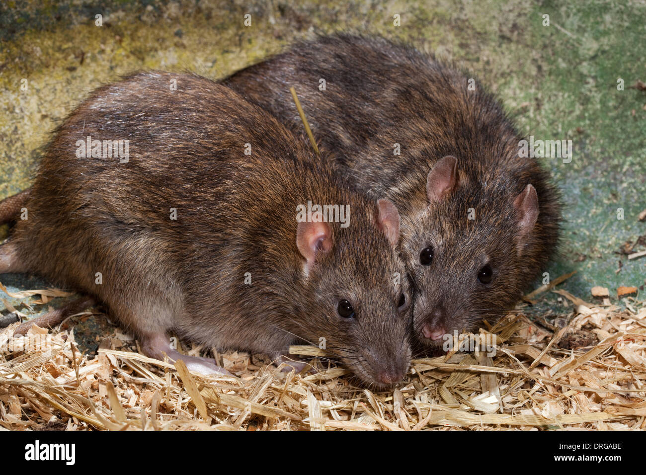 Wilde ratten Fotos und Bildmaterial in hoher Auflösung Alamy
