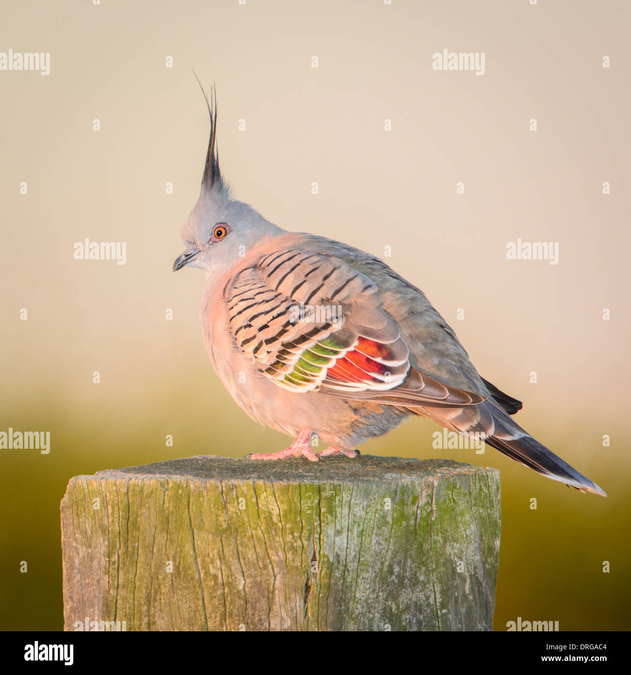 Crested Taube. Stockfoto