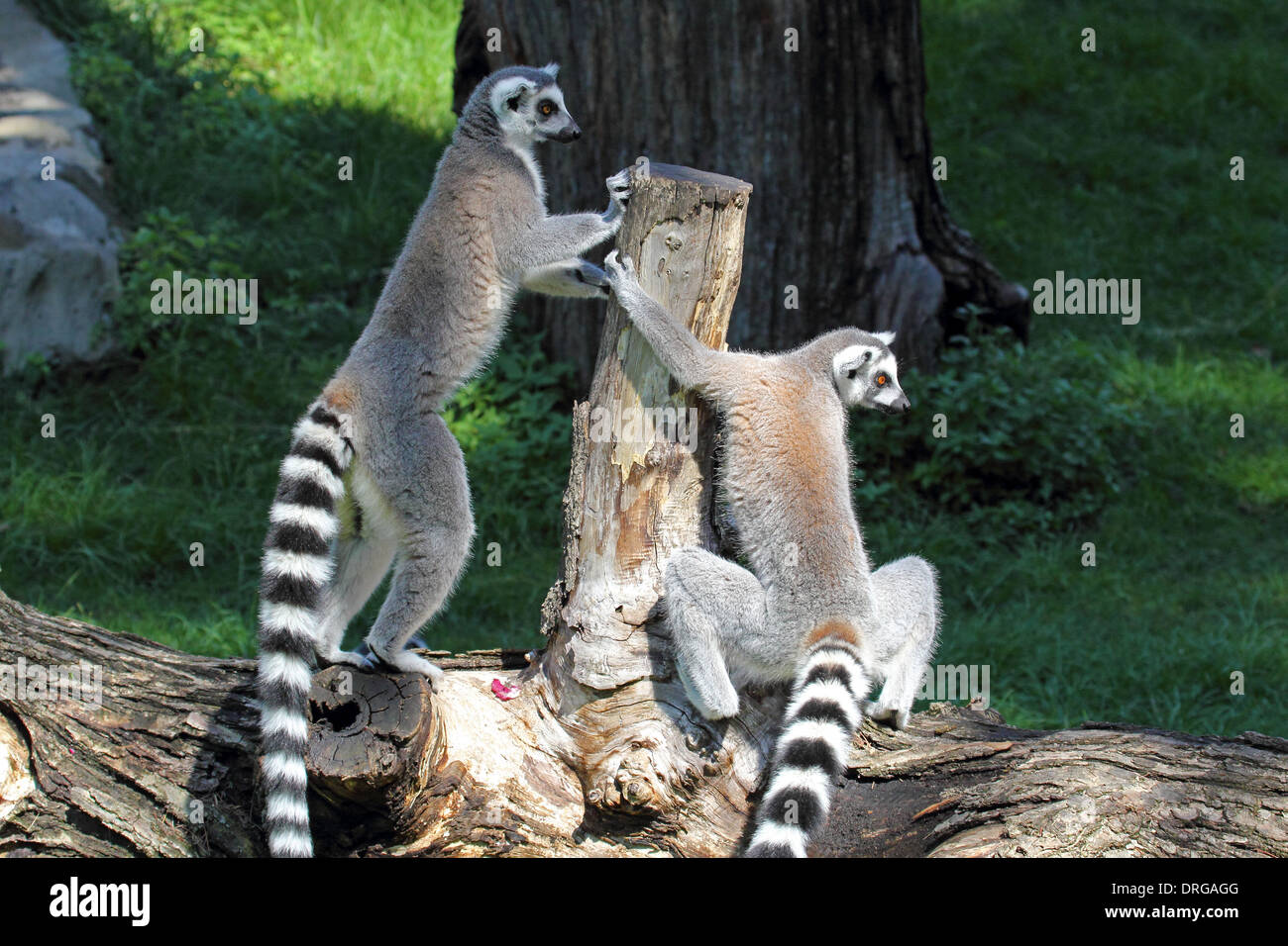 Zwei Kattas (Lemur Catta) stehend auf einem Baumstamm Stockfoto