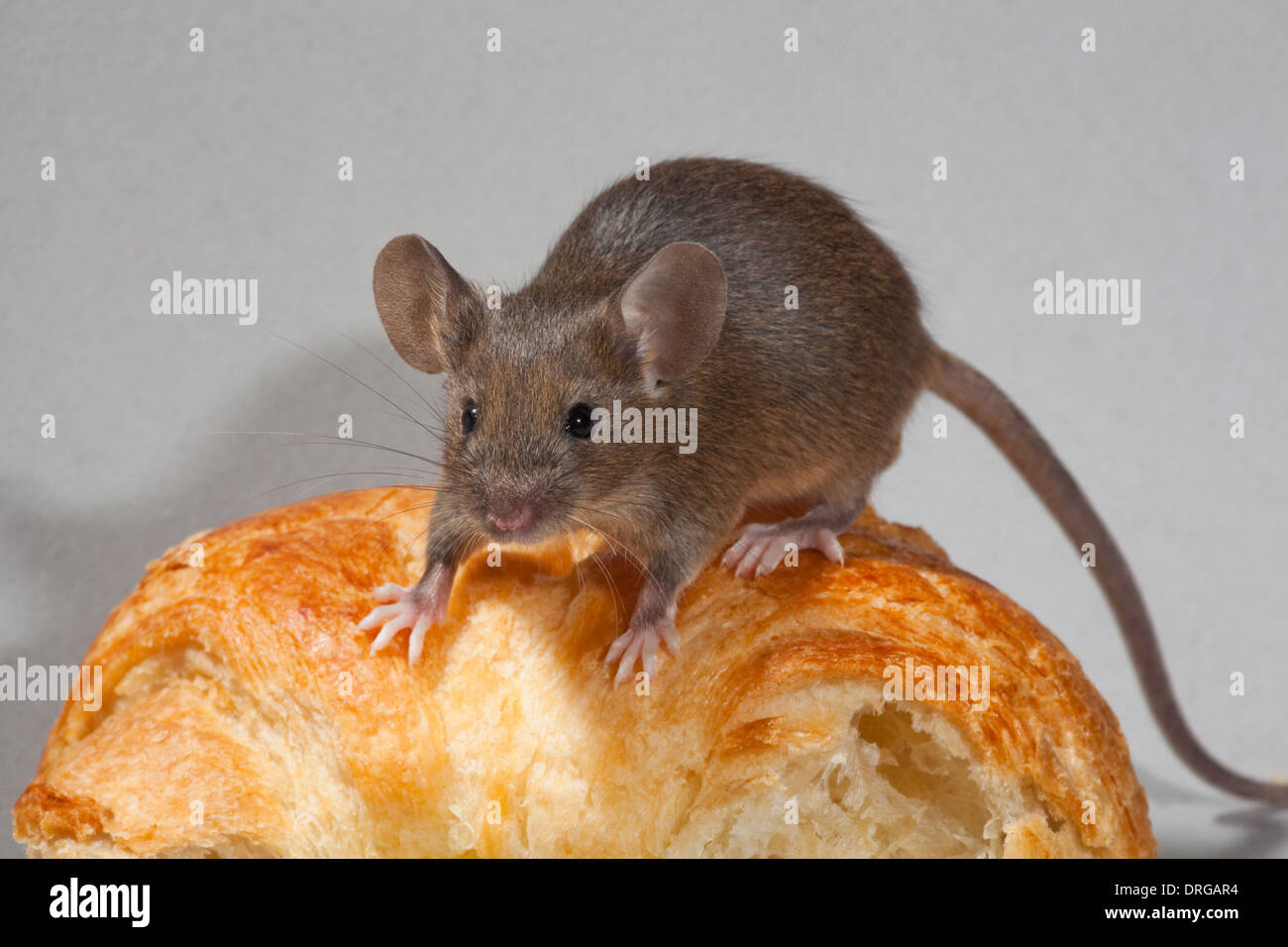 Hausmaus (Mus Musculus Stockfotografie Alamy