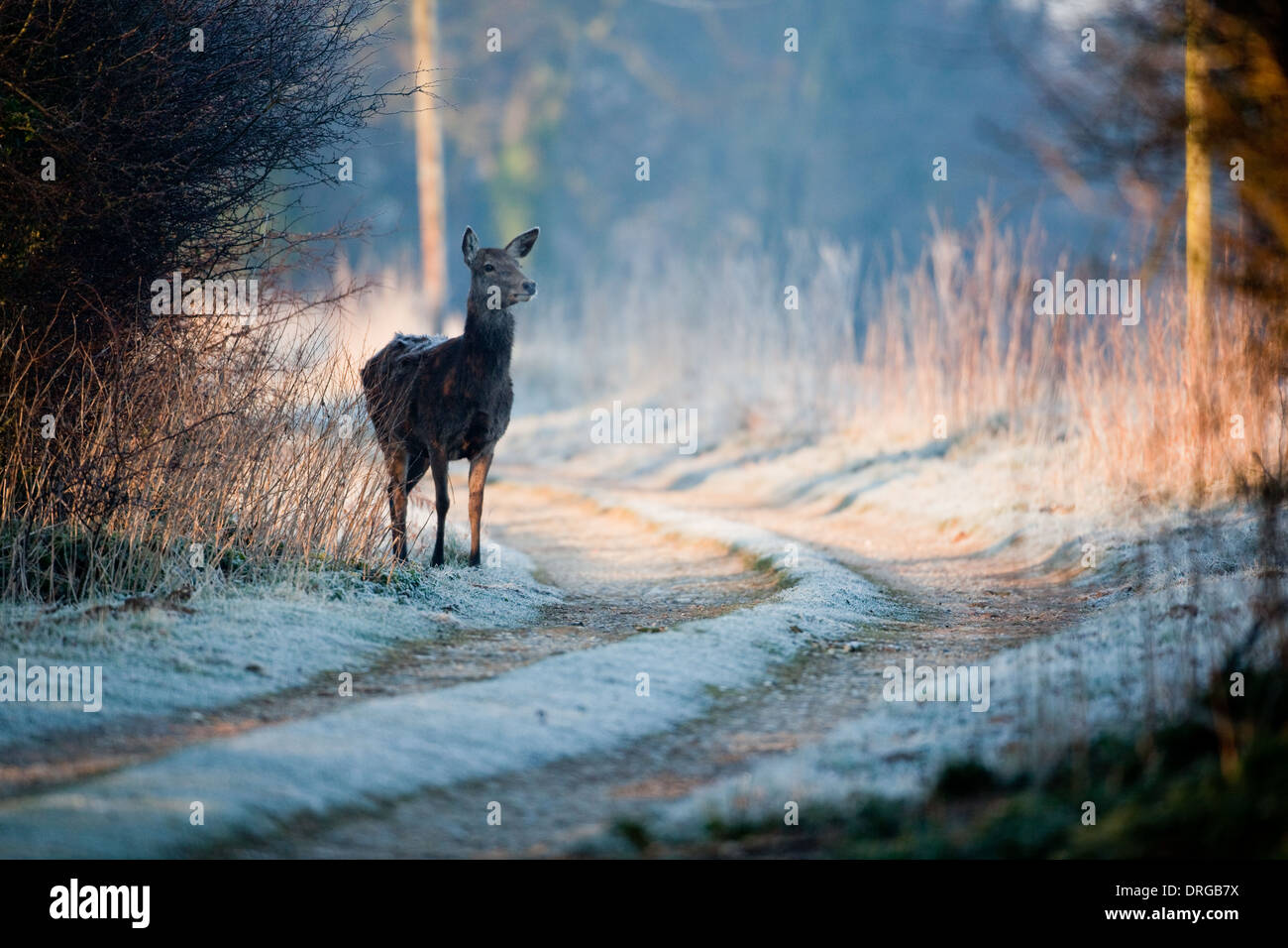 Rothirsch (Cervus Elaphus). Tier auf der Suche nach Nahrung in der extremen Kälte von einem harten Winter. Ingham, Norfolk. Führen Sie die Hinterbeine erscheinen. Stockfoto