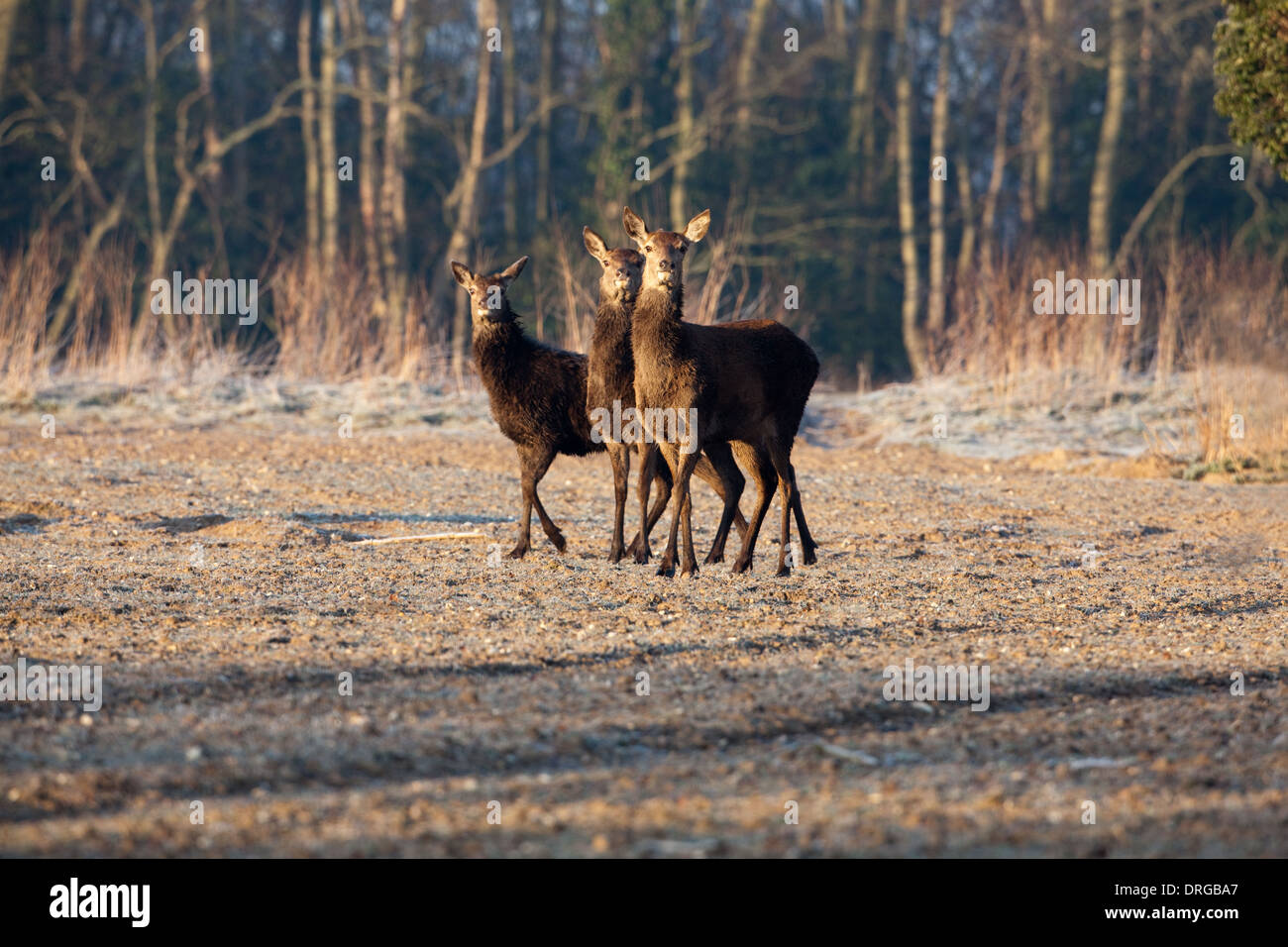 Rothirsch (Cervus Elaphus). Tiere auf der Suche nach Nahrung in der extremen Kälte von einem harten Winter. Ingham, Norfolk. Zwei Hirschkühe; unreif Stockfoto
