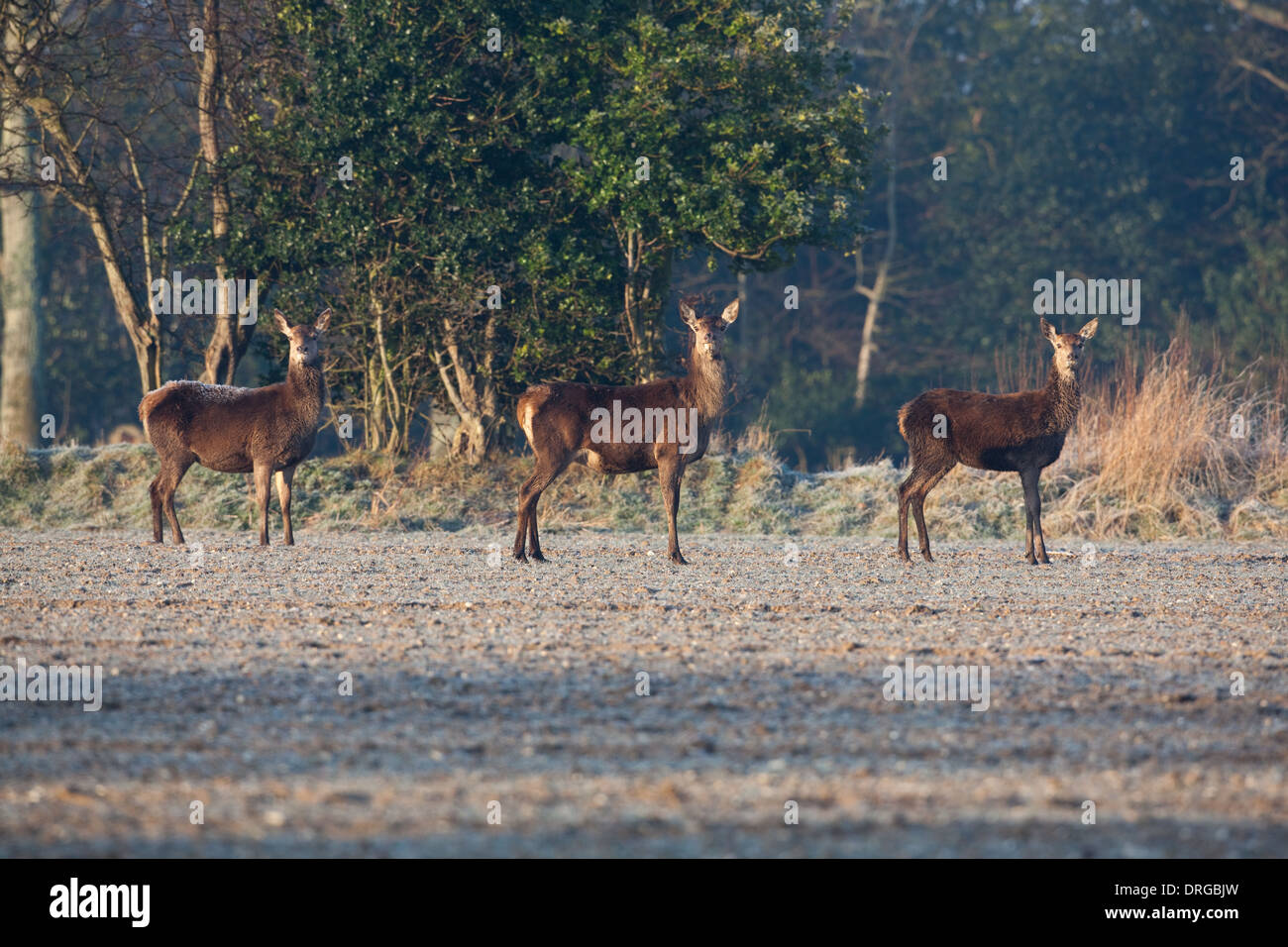 Rothirsch (Cervus Elaphus). Hungrige Hinds auf der Suche nach Nahrung in der extremen Kälte des späten Winters. Ingham, Norfolk. Stockfoto